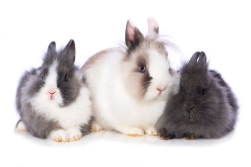 Picture of Three dwarf rabbits side by side