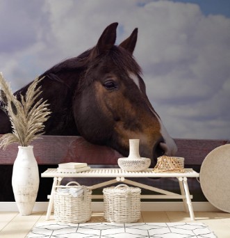Afbeeldingen van Horse in a paddock
