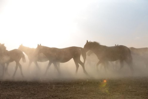 Afbeeldingen van Wild horses and cowboyskayseri turkey