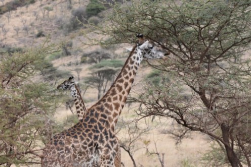 Bild på Masai giraffe in Serengeti National Park Tanzania
