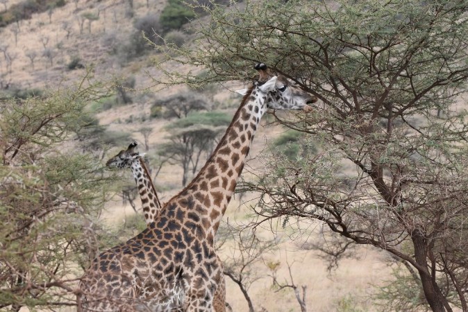 Picture of Masai giraffe in Serengeti National Park Tanzania