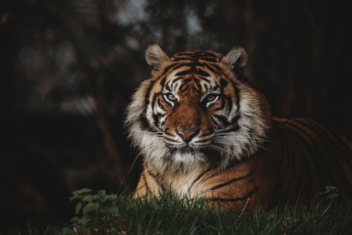 Afbeeldingen van Sumatran Tiger