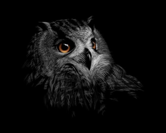 Afbeeldingen van Portrait of a long-eared owl on a black background