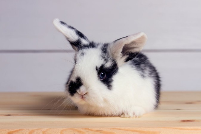 Picture of Little rabbit on wooden background