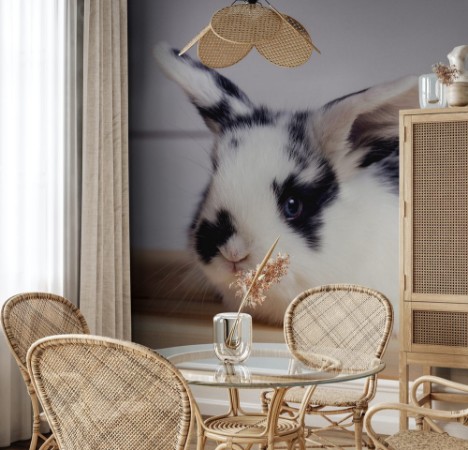 Afbeeldingen van Little rabbit on wooden background