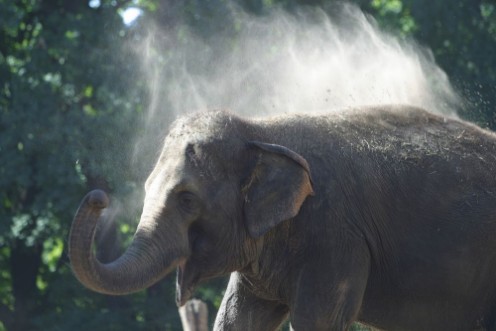 Picture of Indischer Elefant bewirft sich mit Staub
