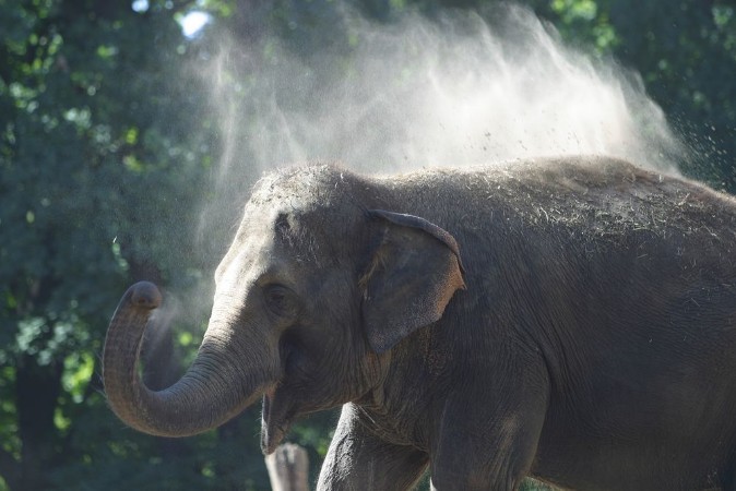 Afbeeldingen van Indischer Elefant bewirft sich mit Staub