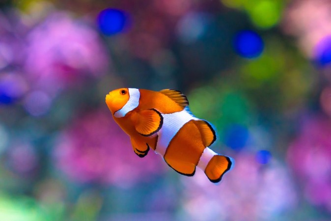 Afbeeldingen van Nemo Fisch 
