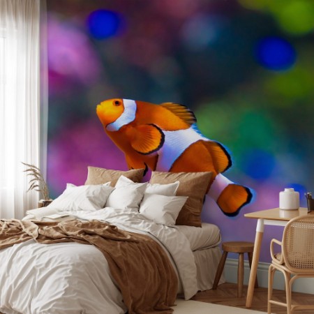 Image de Nemo Fisch 