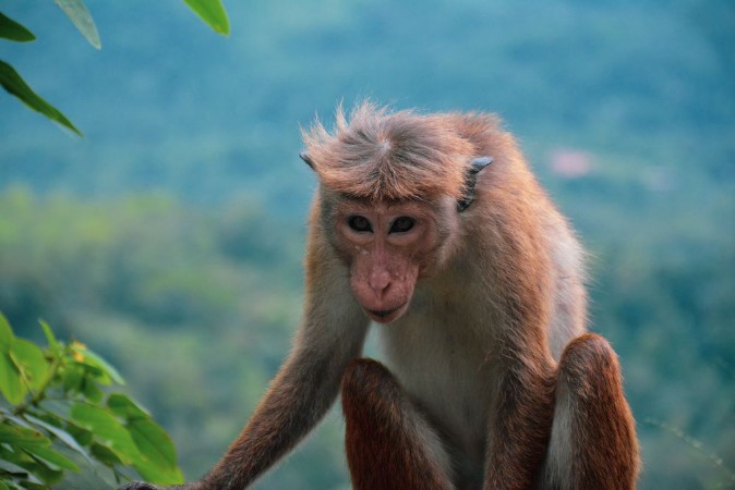 Bild på Neugieriger Affe in freier Natur