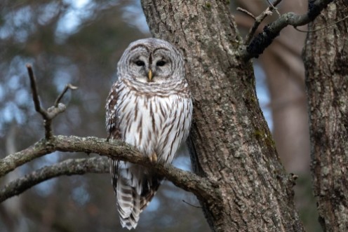 Picture of Barred Owl