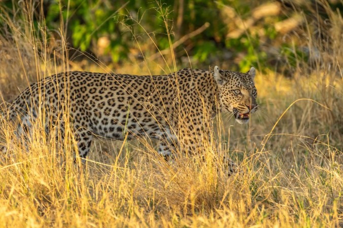 Afbeeldingen van Leopard roaming its territory in the Moremi Game Reserve Botswana Africa
