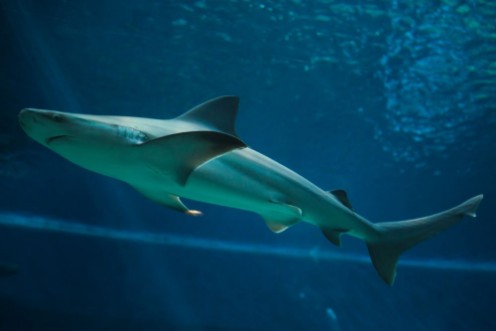 Afbeeldingen van Sandbar shark Carcharhinus plumbeus