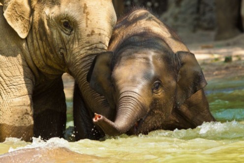 Image de Asiatischer Elefant Elephas maximus