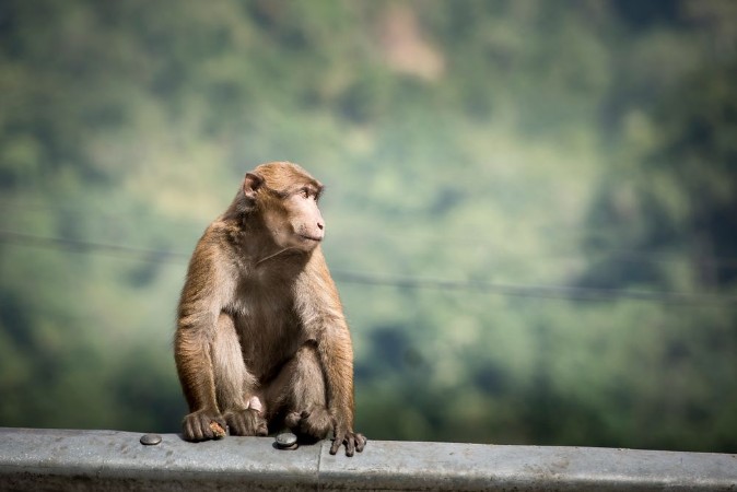 Monkeys on the side of the road in Darjeeling photowallpaper Scandiwall