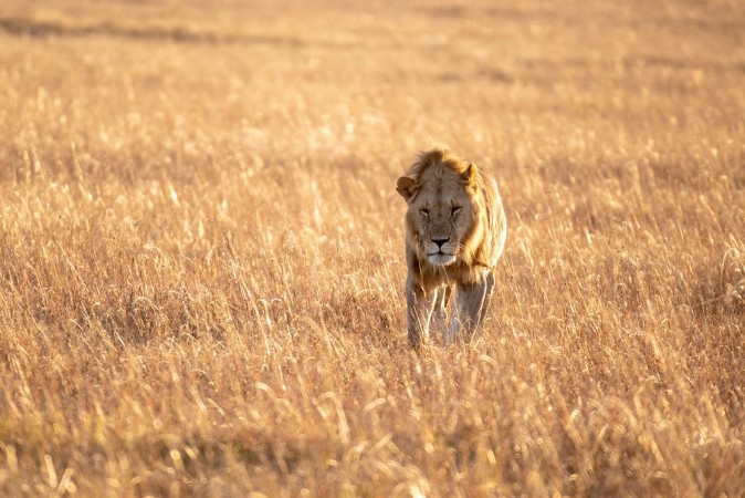 Image de Close up shot of male lion walking in savanna at sunrise Maasai Mara national reserve
