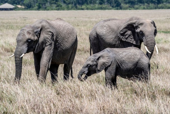 Afbeeldingen van African elephant family feeding dry grass in Maasai Mara