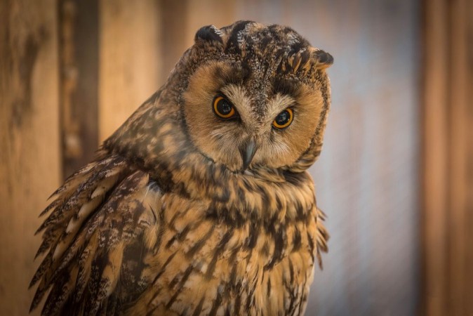 Afbeeldingen van Owl looking around on a branch