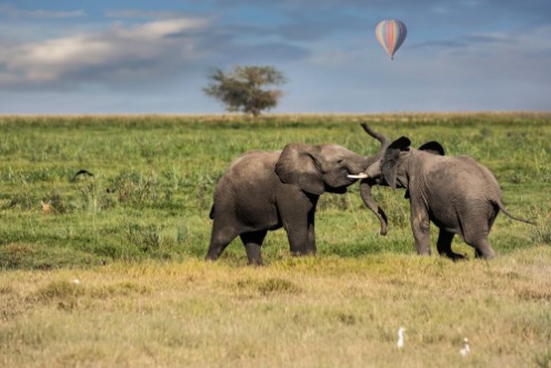 Afbeeldingen van Two young elephants playing with a hot air balloon in the background