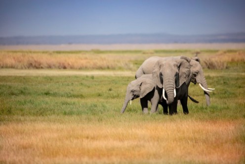 Bild på A group of elephants gathered tightly together in the grassland of Africa