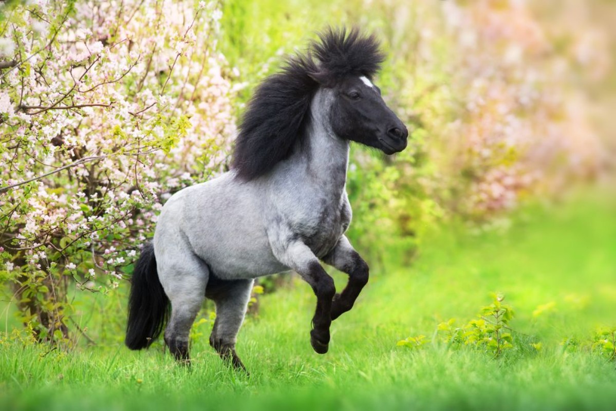 Image de Pony rearing up in spring pink blossom trees