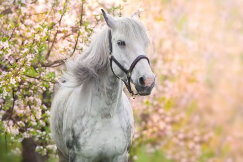 Afbeeldingen van White horse portrait in spring pink blossom tree