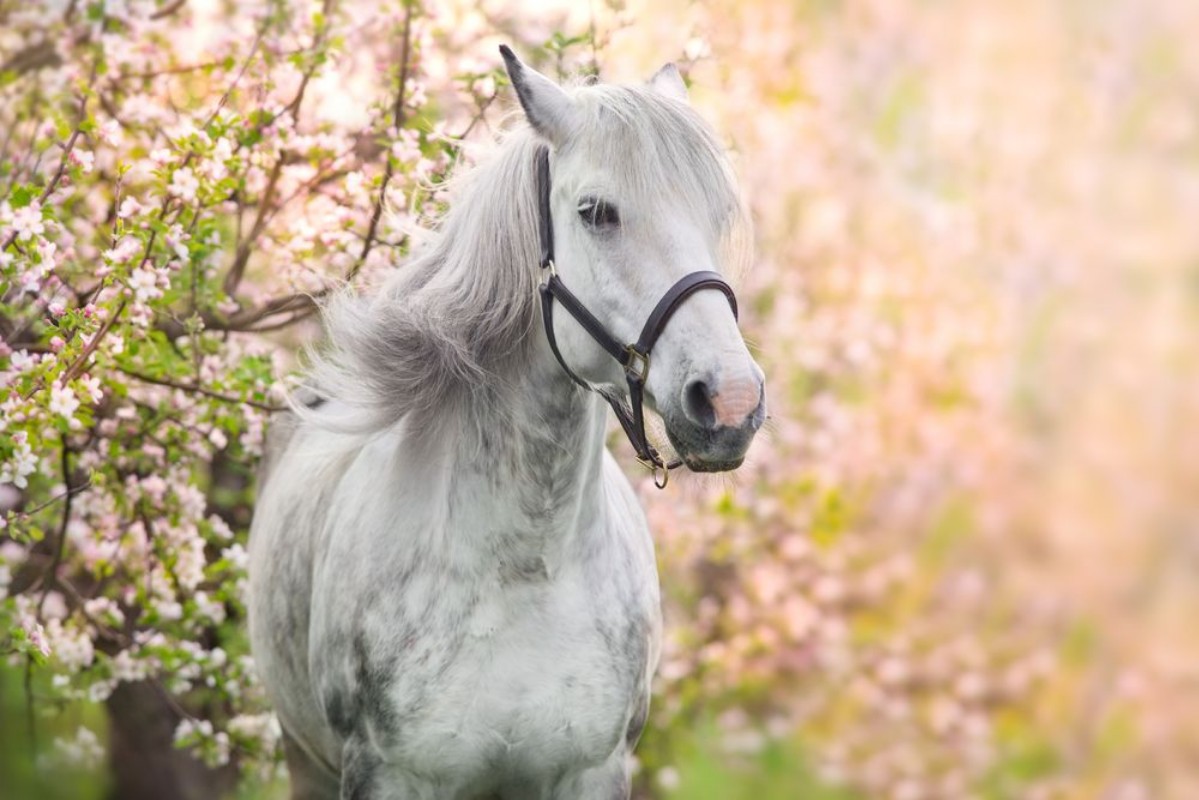 Bild på White Horse Portrait