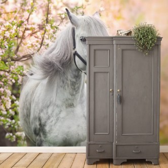 Image de White horse portrait in spring pink blossom tree