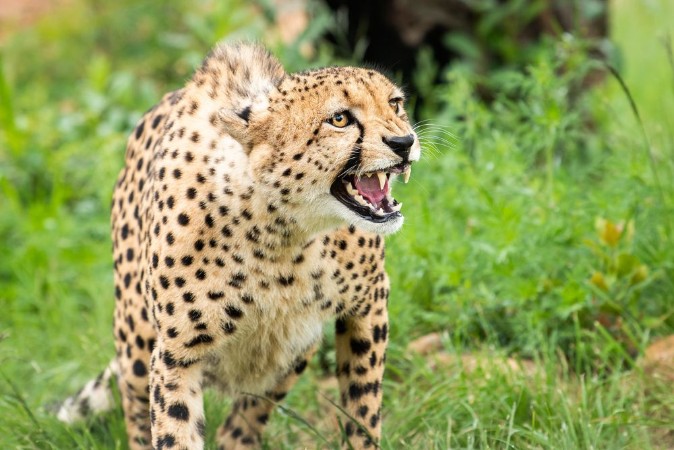 Afbeeldingen van Cheetah bares teeth at threat