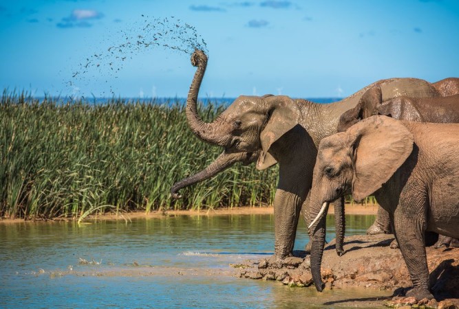 Afbeeldingen van Elephants herd at water hole South Africa