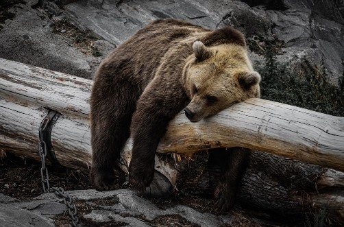 Picture of Brown Bear