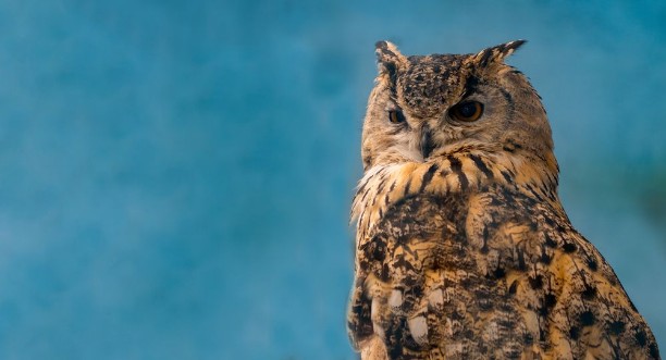Bild på Beautiful eagle owl on blue background with copy space