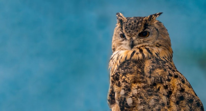 Bild på Beautiful eagle owl on blue background with copy space
