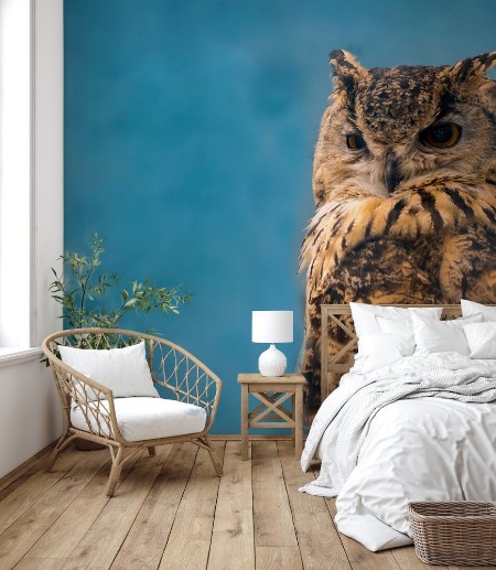Afbeeldingen van Beautiful eagle owl on blue background with copy space
