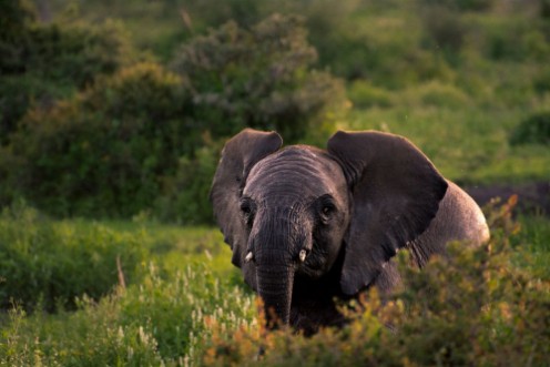 Afbeeldingen van Elephant in field