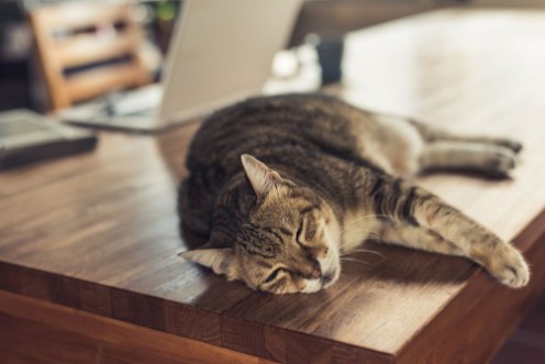 Afbeeldingen van Cat sleeping on table