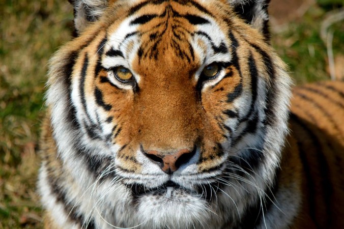 Afbeeldingen van Portrait of a tiger