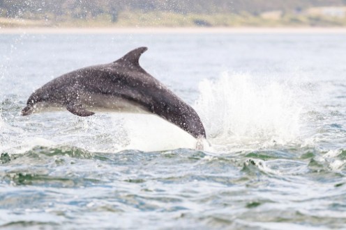 Picture of Happy playful wild dolphins breaching and jumping out of water while hunting for migrating atlantic salmon