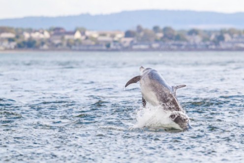 Image de Happy playful wild dolphins breaching and jumping out of water while hunting for migrating atlantic salmon