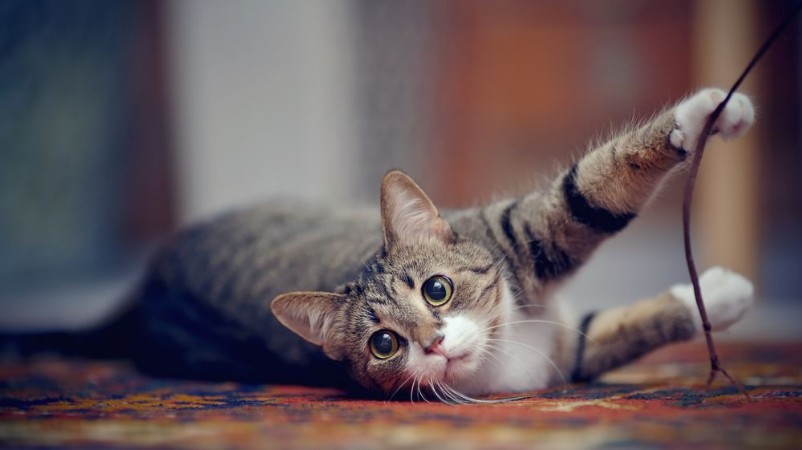 Picture of Striped cat with white paws plays on a carpet