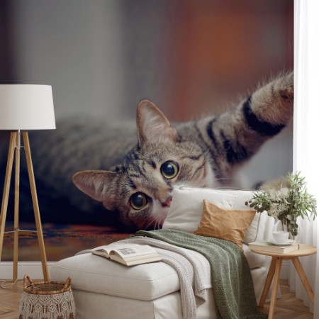 Picture of Striped cat with white paws plays on a carpet