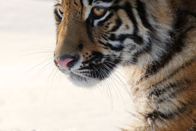 Bild på Tiger Young male Siberian tiger on white snow on a sunny day Large portrait-looking away