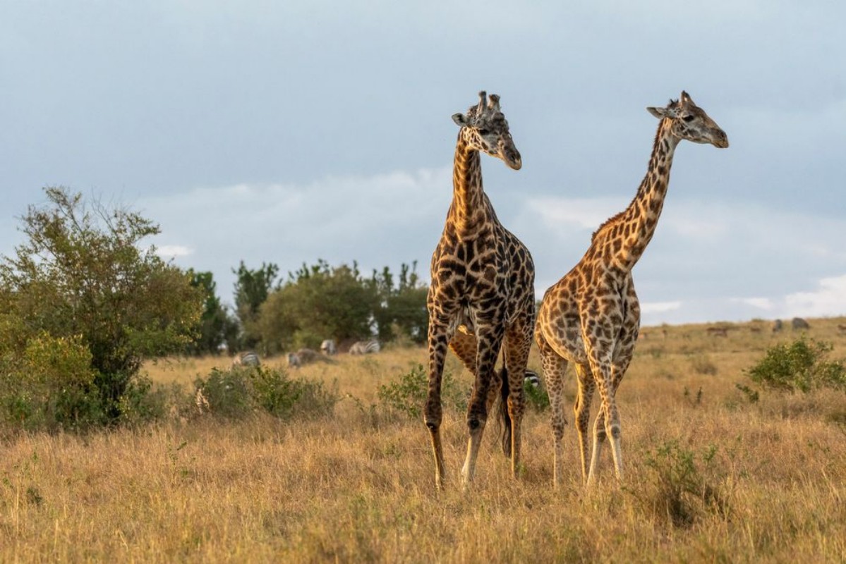Afbeeldingen van Male and female giraffe mating in Maasai Mara at sunset