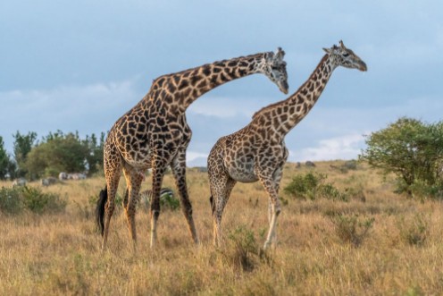 Picture of Male and female giraffe mating in Maasai Mara at sunset