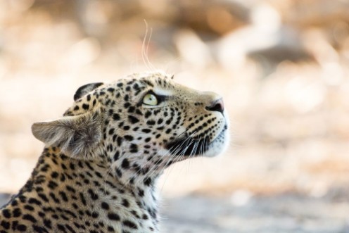 Afbeeldingen van Close-up portrait of a leopard looking up spellbound Khwai River Botswana Africa