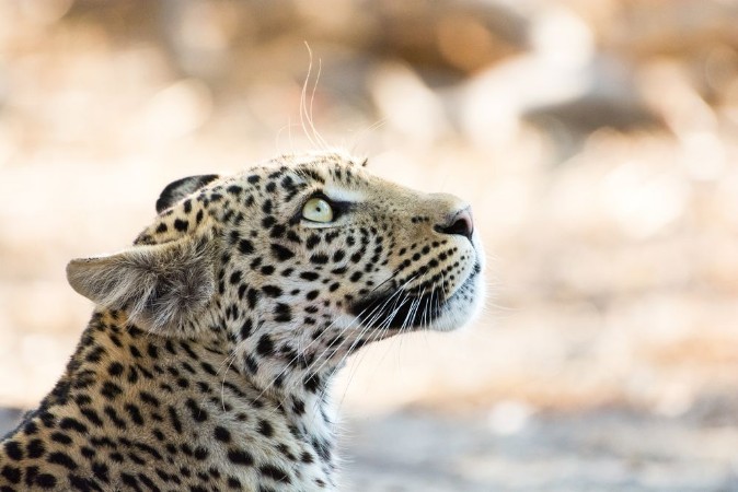 Image de Close-up portrait of a leopard looking up spellbound Khwai River Botswana Africa