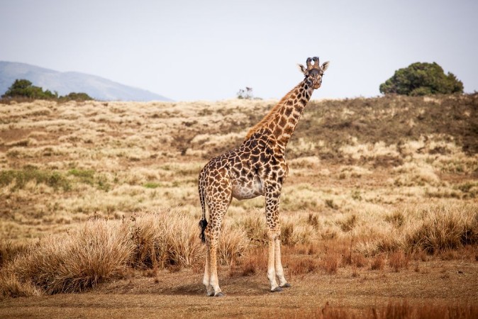 Bild på Giraffe Camelopardalis walking in Ngorongoro national park Tanzania