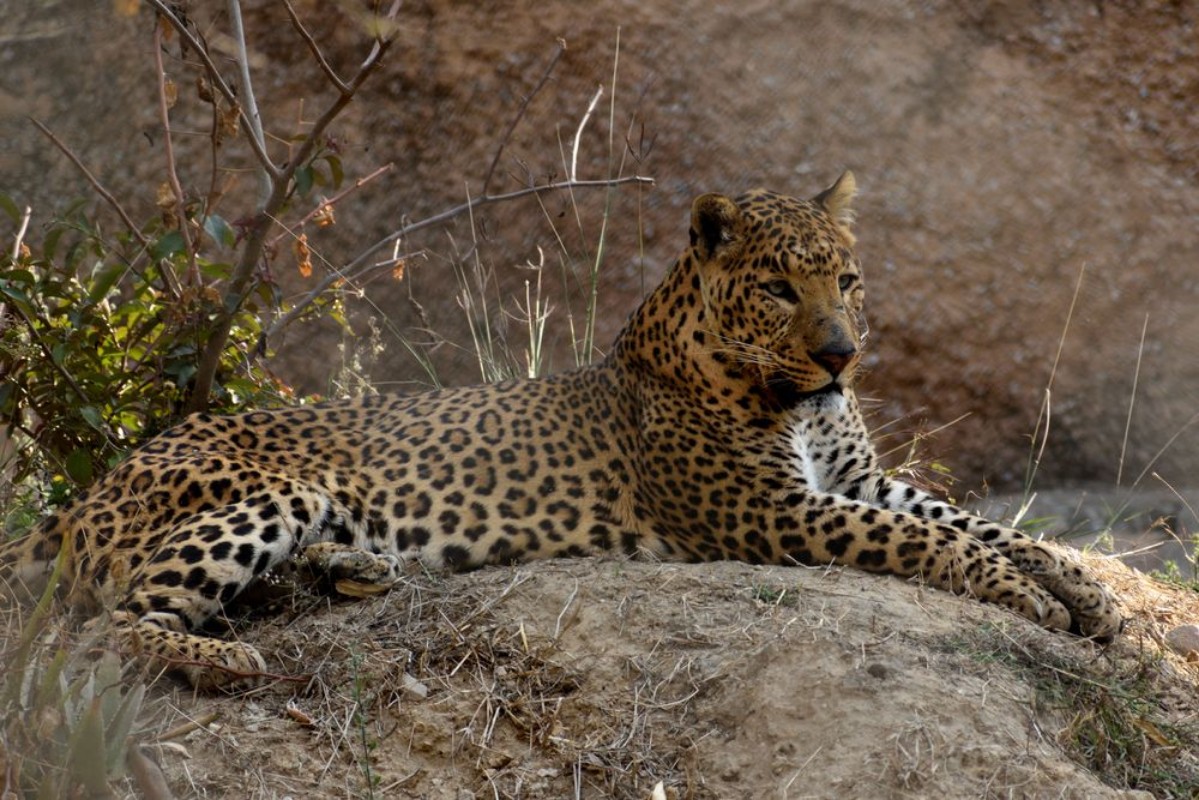 Image de The leopard is one of the five extant species in the genus Panthera is a member of the Felidae Compared to other wild cats the leopard has relatively short legs and a long body with a large head I