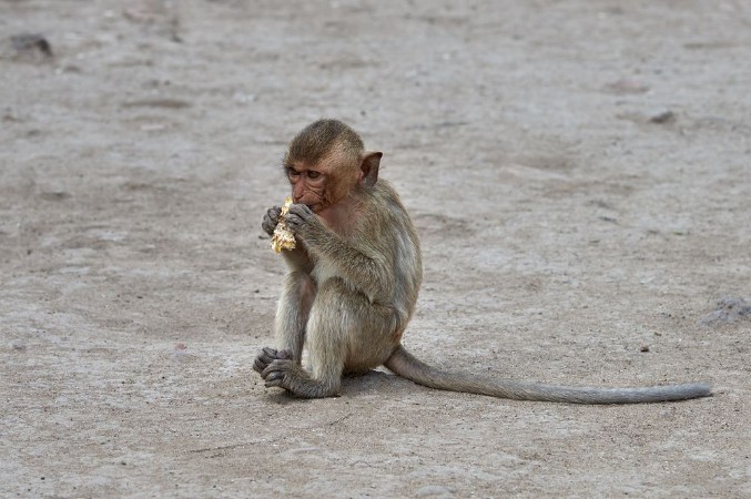 Picture of Baby monkey eating
