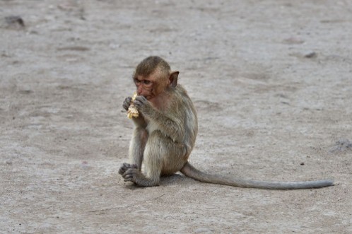 Baby monkey eating photowallpaper Scandiwall